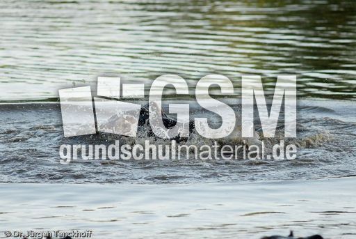 Flusspferd (32 von 104).jpg